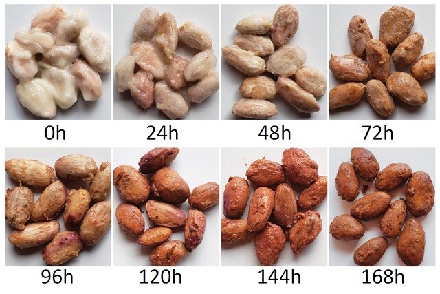미생물을 조절해 고오급 카카오 콩을 만드는데 성공함_2.jpg
