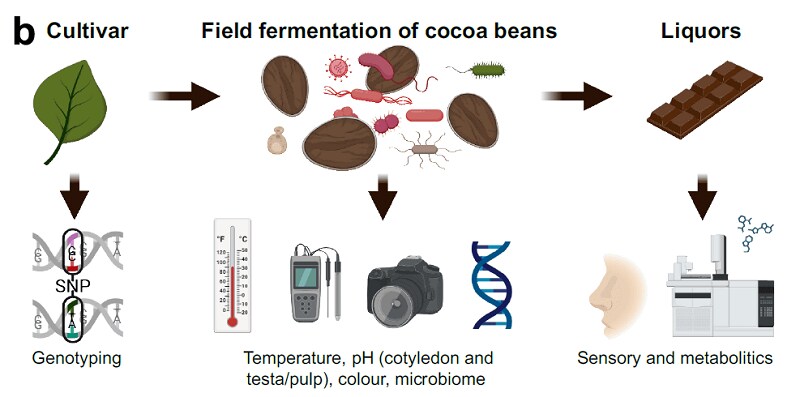 미생물을 조절해 고오급 카카오 콩을 만드는데 성공함_8.png
