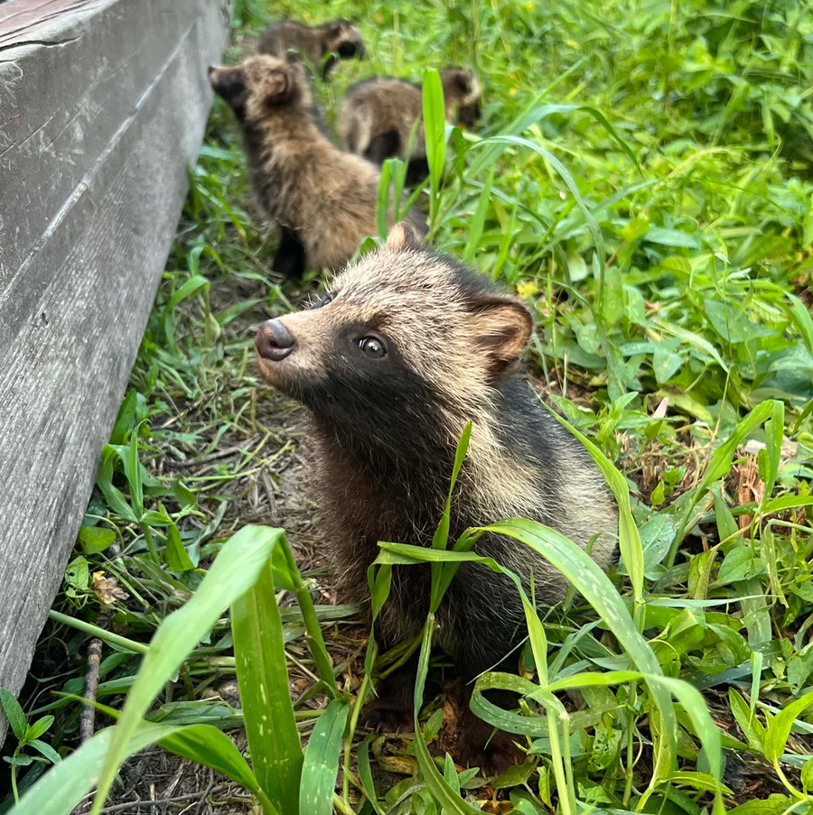 레딧) 의정부에서 너구리 새끼들을 발견_2.webp