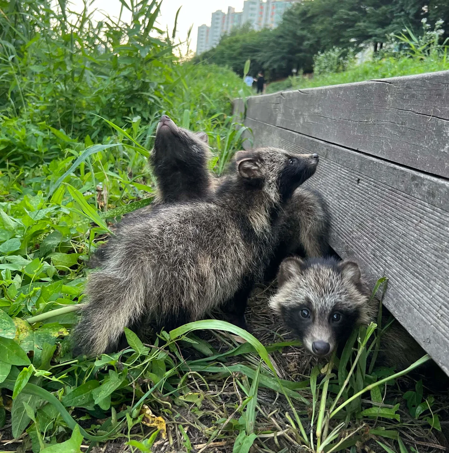 레딧) 의정부에서 너구리 새끼들을 발견_3.webp