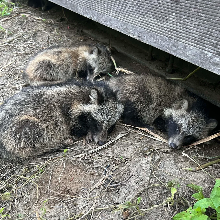 레딧) 의정부에서 너구리 새끼들을 발견_5.webp