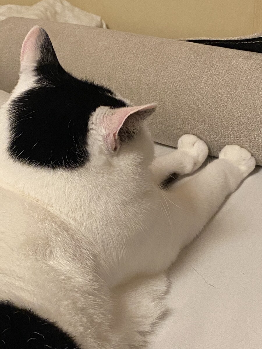 압박중인 고양이.jpg_1.jpg