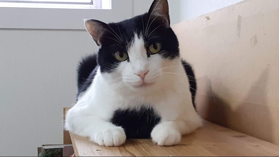 "고양아! 충분히 확대됐으니 슬슬 나가서 살지 않을래?"_3.jpg