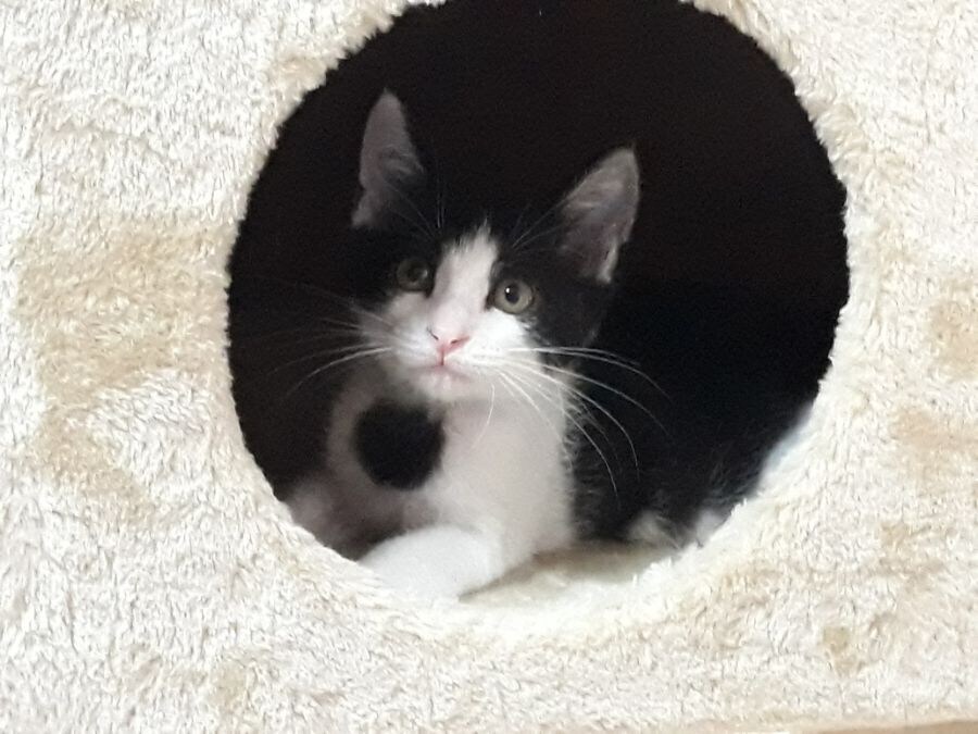 "고양아! 충분히 확대됐으니 슬슬 나가서 살지 않을래?"_1.jpg