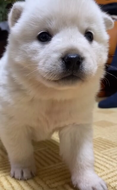 강아지는 백구가 진짜 폭력적임_1.png