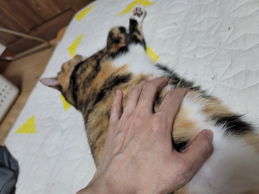 추탭갈) 애옹이가 이렇게 누워있을땐 기분이 좋다는 것_7.jpg