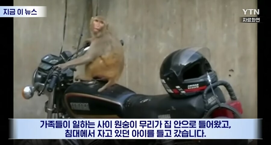 인도) 아기가 원숭이에 납치되어 살해_3.jpg