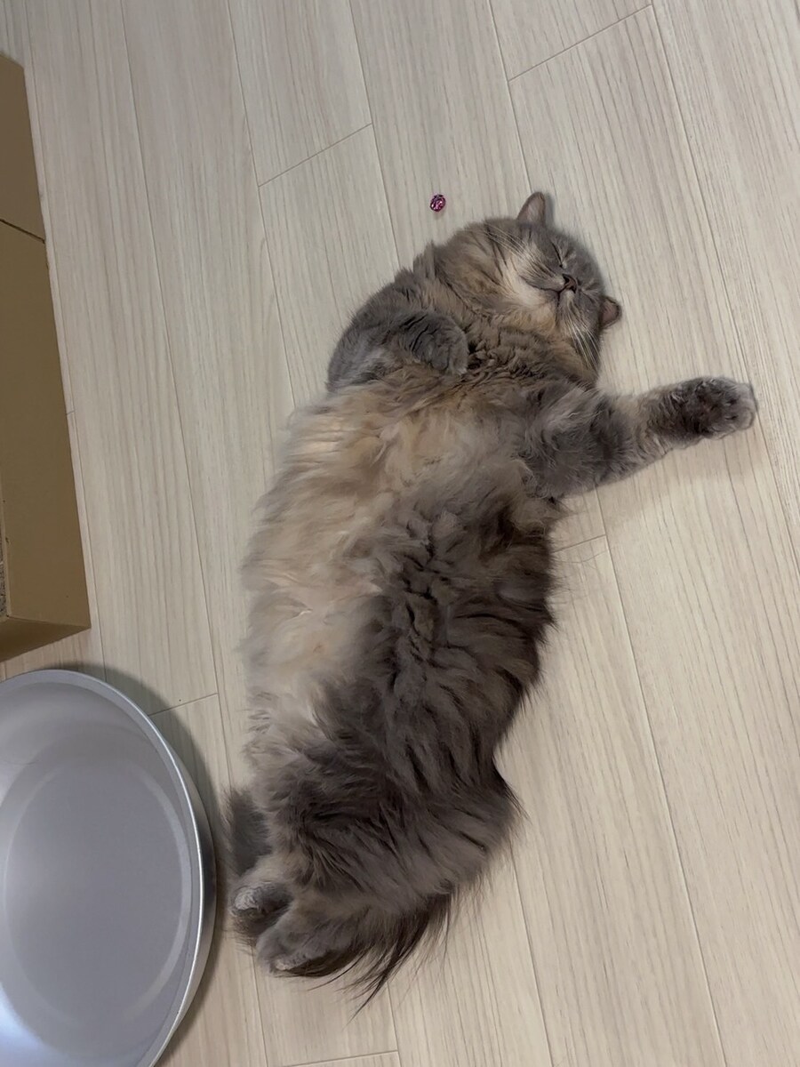 자는 모습도 서로 닮아가는 우리집 고양이 사진_2.jpg