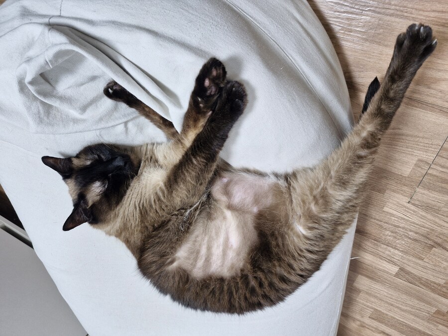 혐)뱃가죽이 등에 달라붙은 고양이_4.jpg