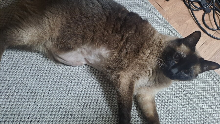 혐)뱃가죽이 등에 달라붙은 고양이_5.jpg