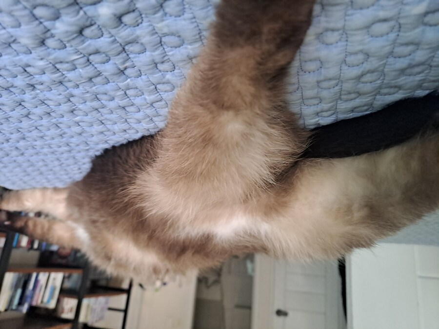 혐)뱃가죽이 등에 달라붙은 고양이_8.jpg