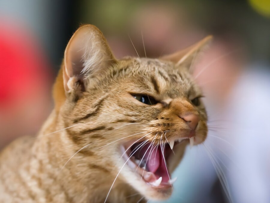 가오가이가)그레이트 합체를 원하는 팬들의 의견을 들은 감독_8.jpg