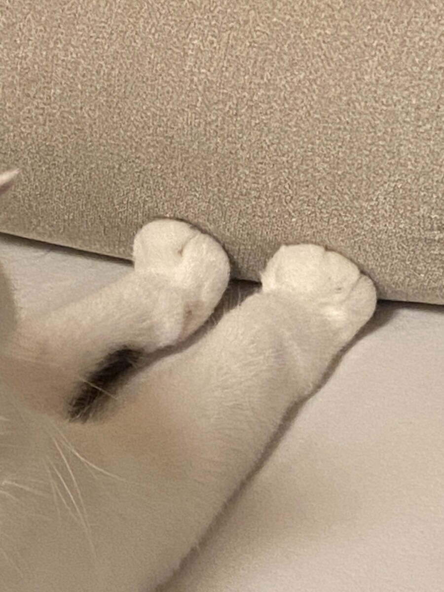 오늘 줍줍한 멍충냥들.jpg_5.jpg