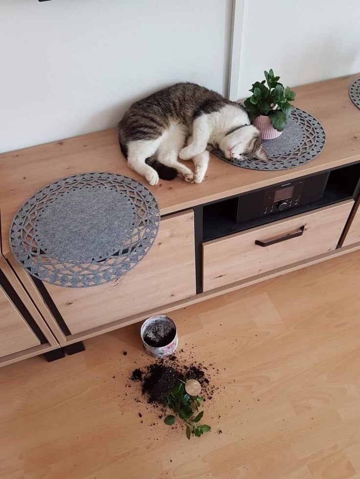 오늘 줍줍한 멍충냥들.jpg_8.jpg