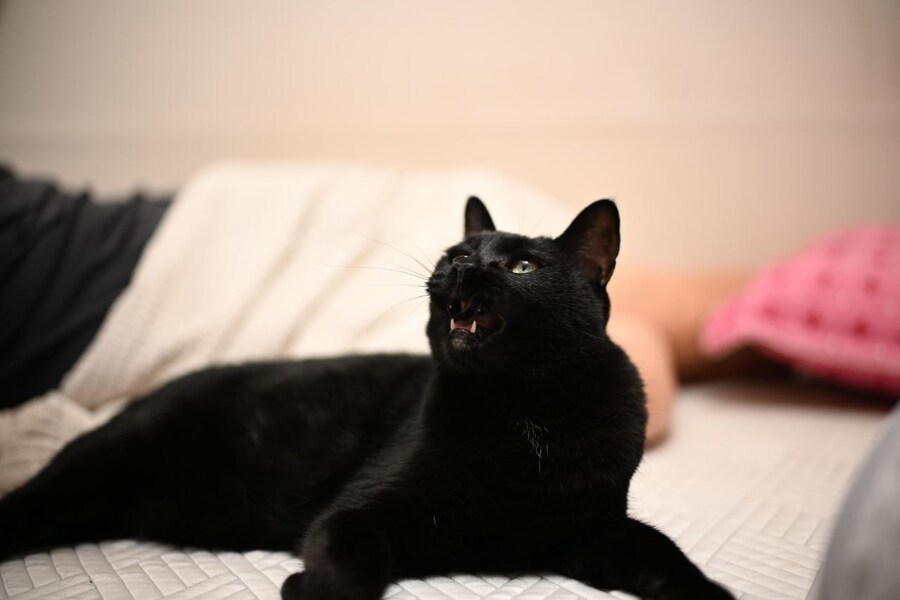 새벽에 올리는 인기없는 검은 고양이_2.jpg
