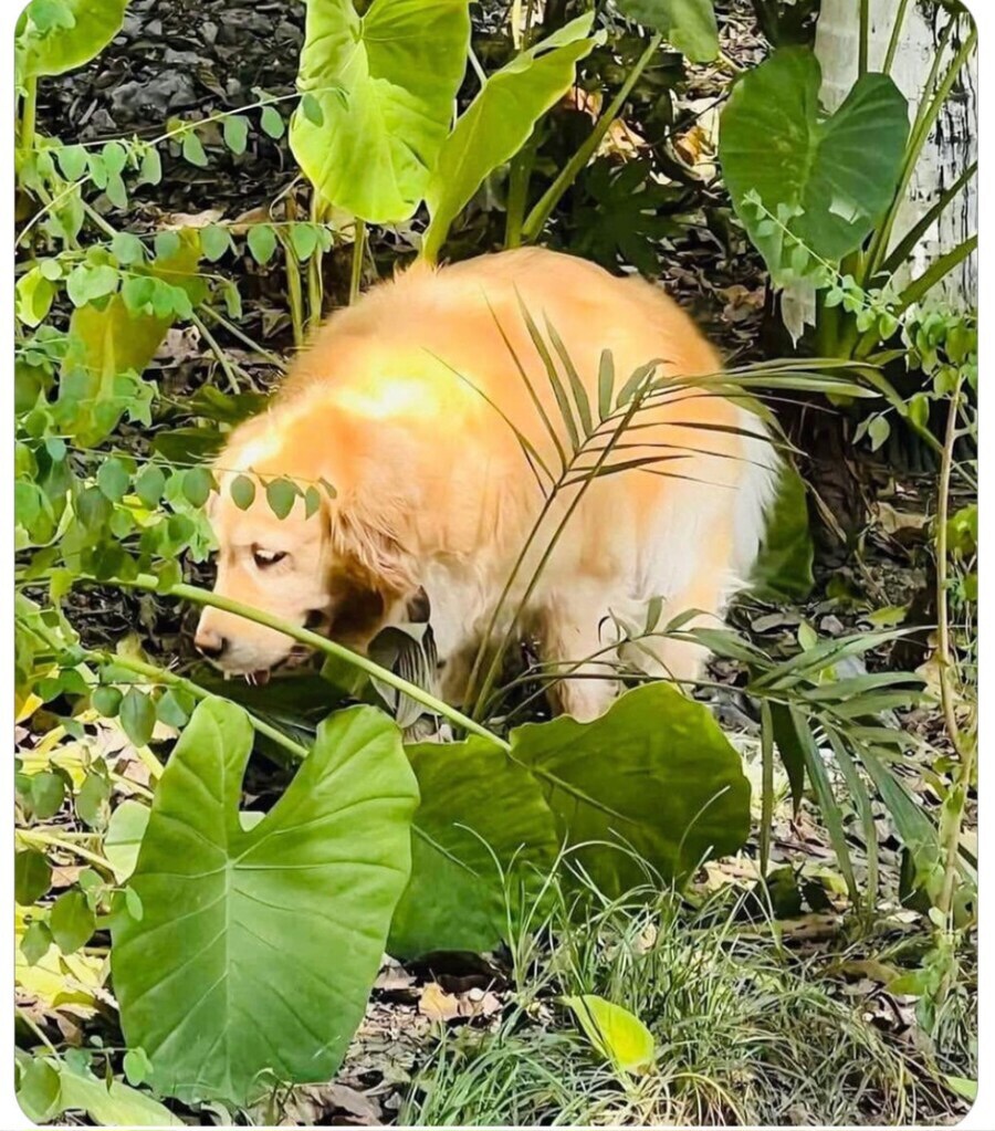 배변보고) 전 사로 풀방이네요_1.jpg