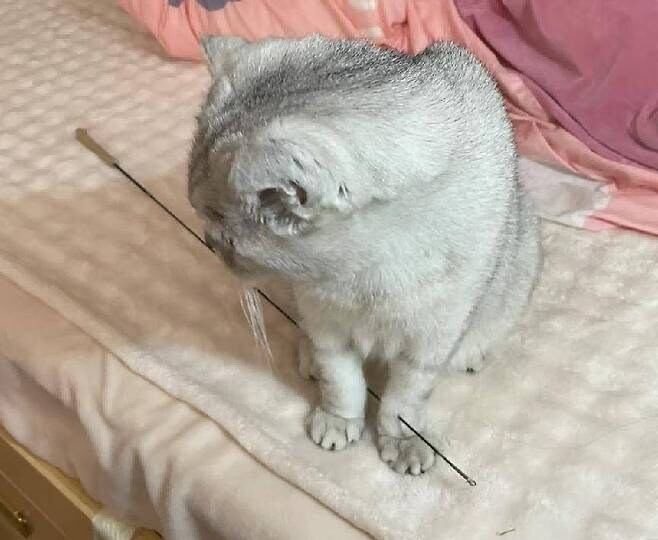 혐) 앞발이 관통 된 고양이_2.jpg