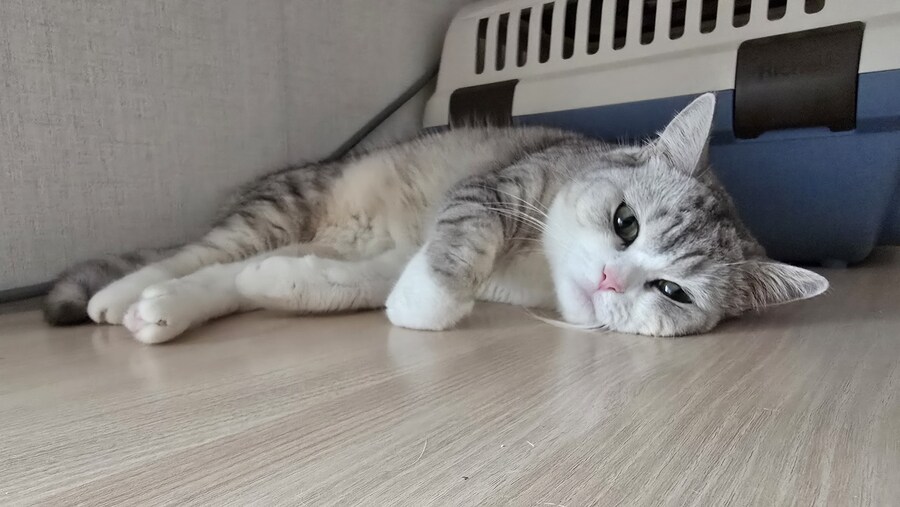 우리집 고양이가 나를 안 좋아해.JPG_2.jpg