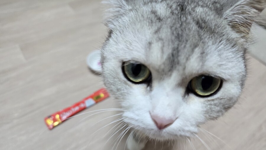 우리집 고양이가 나를 안 좋아해.JPG_6.jpg