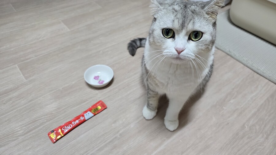 우리집 고양이가 나를 안 좋아해.JPG_9.jpg