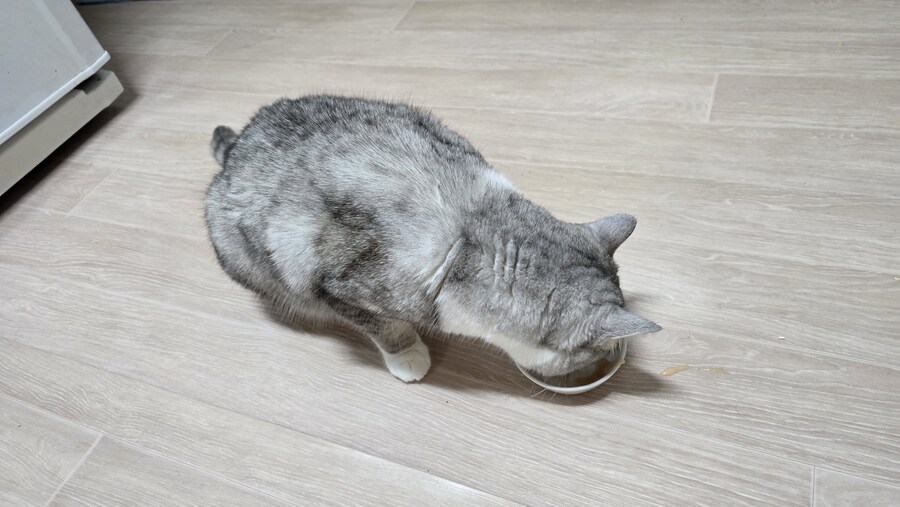 우리집 고양이가 나를 안 좋아해.JPG_11.jpg
