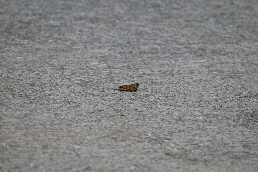 을숙도 (사진많음)_6.jpg