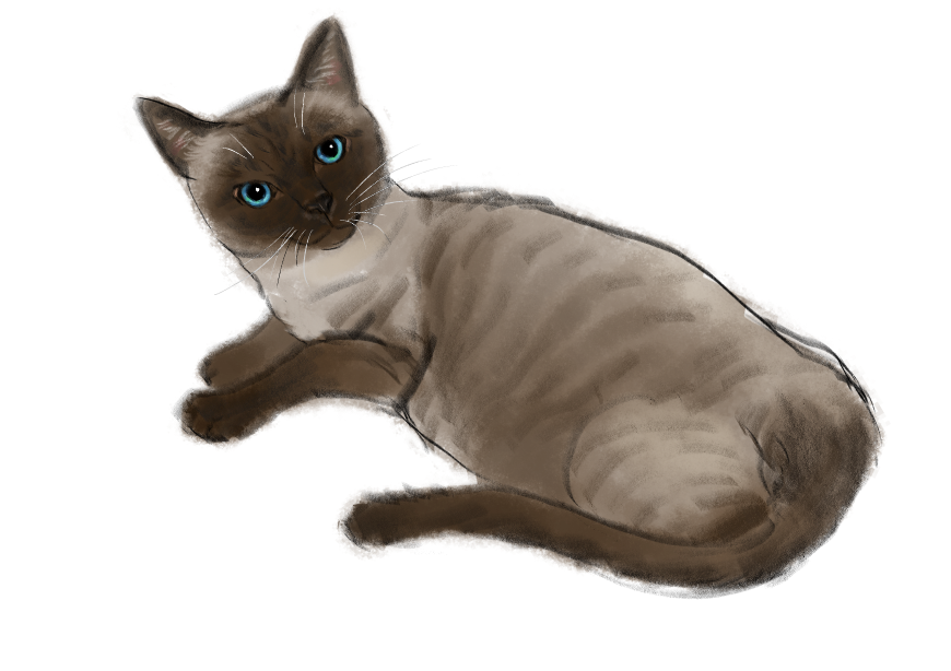 고양이) 넘으집 고양이_1.png