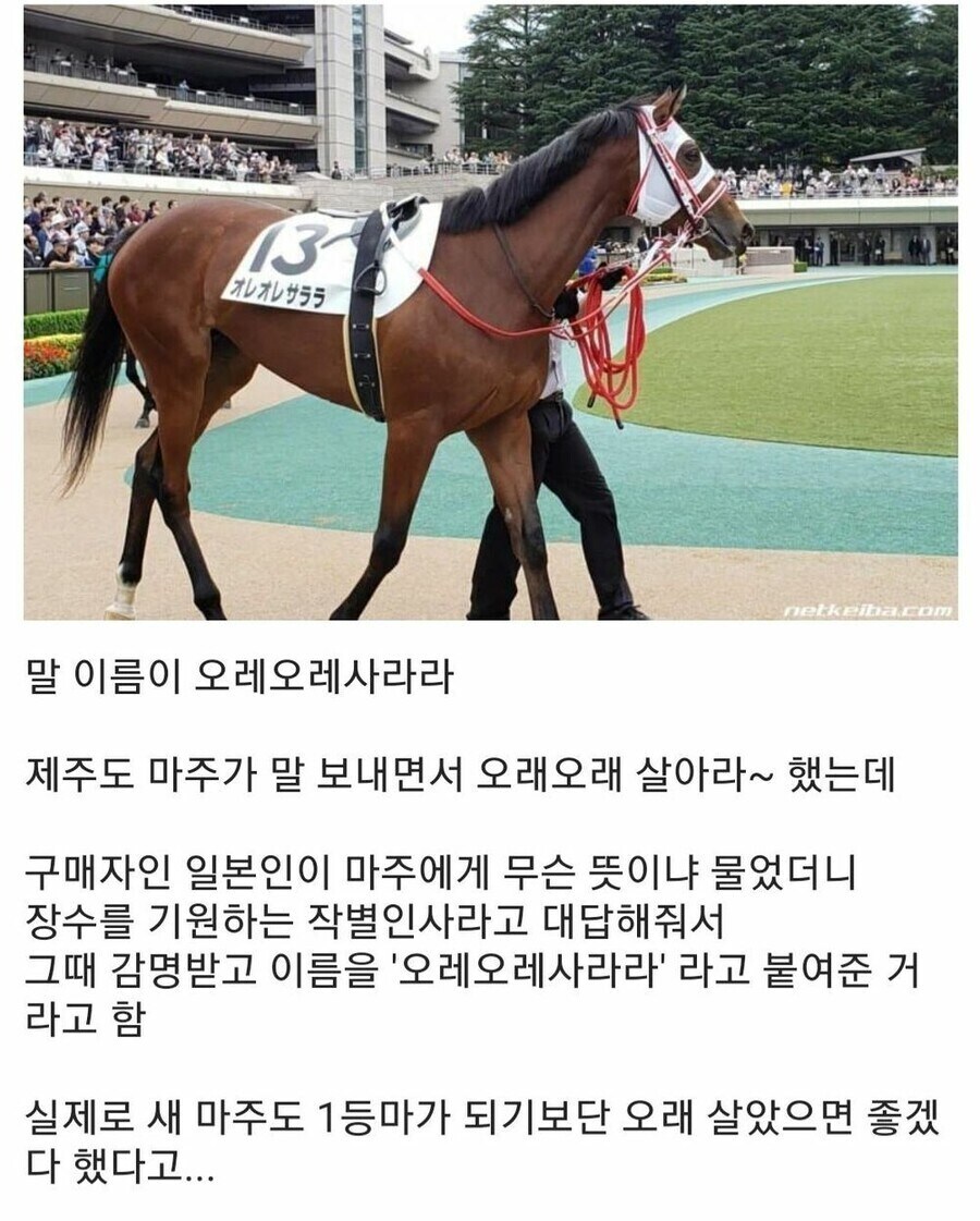 경마) 구라와 별개로 이름값 못했던 경주마_1.png