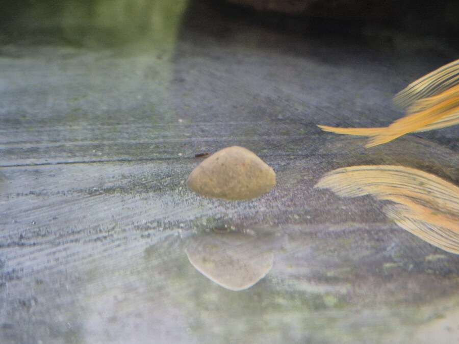 수조)약혐)럼프의 응가_1.jpg