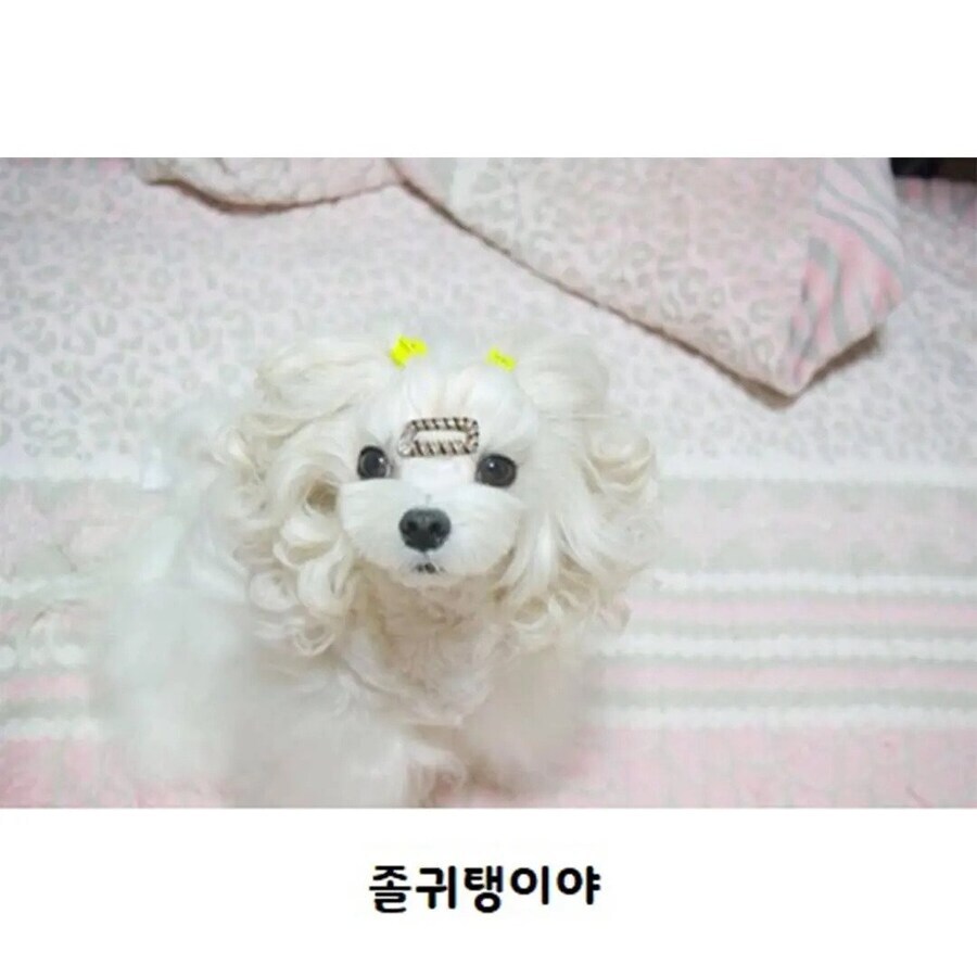 수수깡으로 펌 한 멍뭉이.jpg_5.jpg