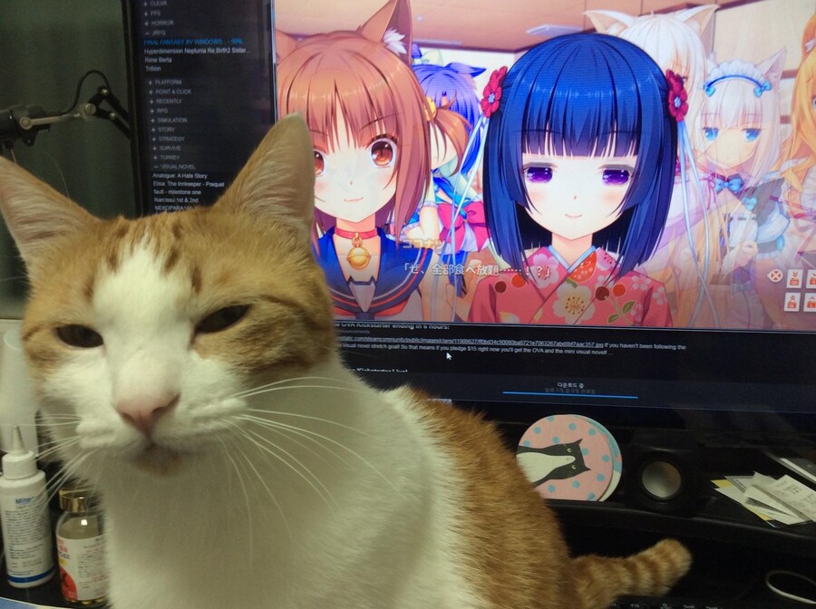 네코파라하는 집사를 보는 고양이_1.jpg