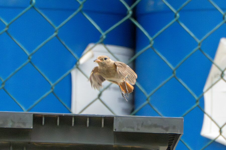 6월달 서울시립공원묘지 탐조_6.jpg