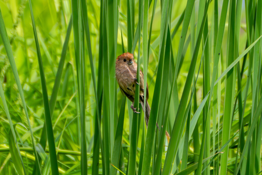 6월달 서울시립공원묘지 탐조_18.jpg