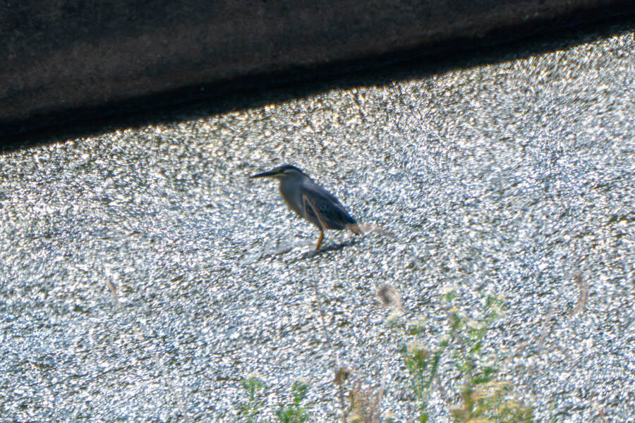 6월달 서울시립공원묘지 탐조_21.jpg