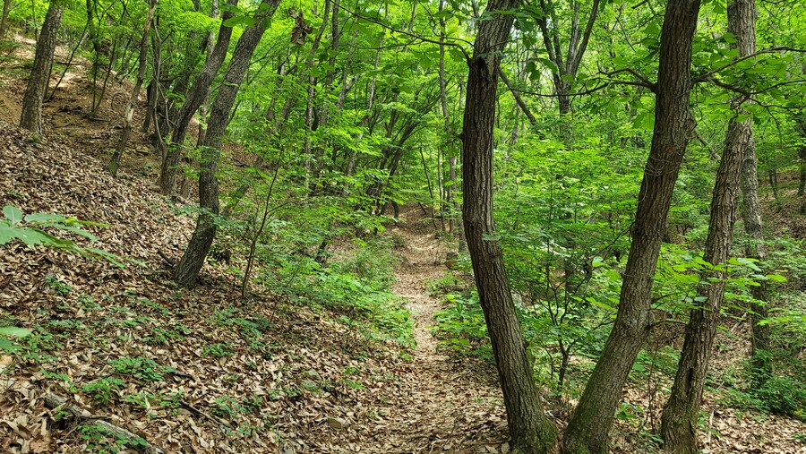 6월달 서울시립공원묘지 탐조_32.jpg