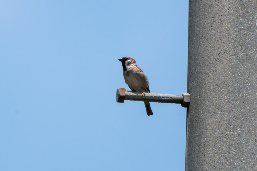 6월달 서울시립공원묘지 탐조_41.jpg