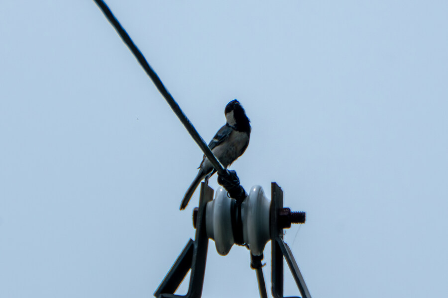 6월달 서울시립공원묘지 탐조_43.jpg