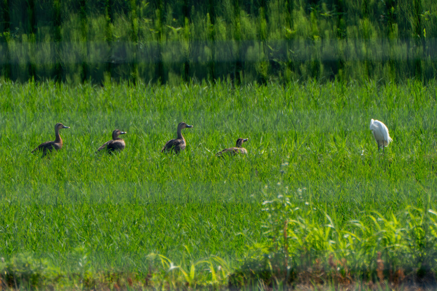 6월달 서울시립공원묘지 탐조_62.jpg