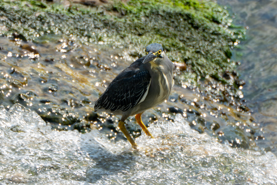 6월달 서울시립공원묘지 탐조_67.jpg