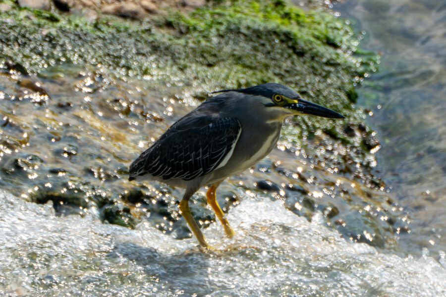 6월달 서울시립공원묘지 탐조_68.jpg
