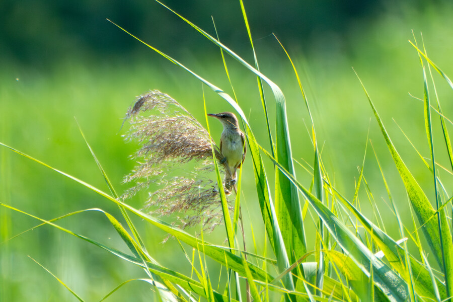6월달 서울시립공원묘지 탐조_69.jpg