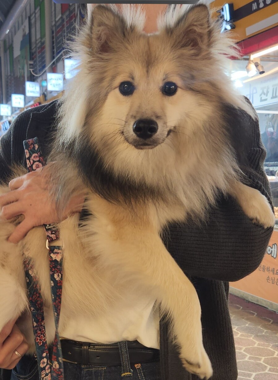 잘생겼다고 만두 서비스 받은 댕댕이_2.jpg