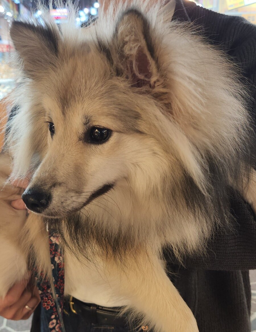 잘생겼다고 만두 서비스 받은 댕댕이_3.jpg