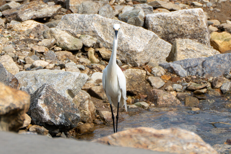 6월, 가볍게 공릉천 탐조_4.jpg