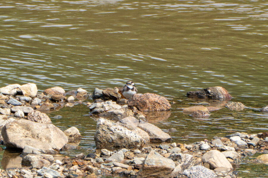 6월, 가볍게 공릉천 탐조_5.jpg