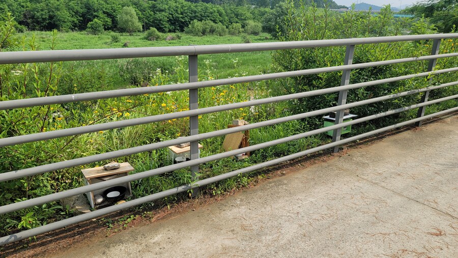 6월, 가볍게 공릉천 탐조_11.jpg