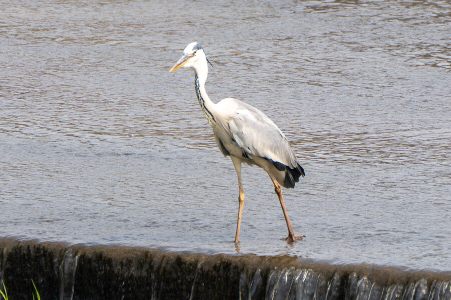6월, 가볍게 공릉천 탐조_18.jpg