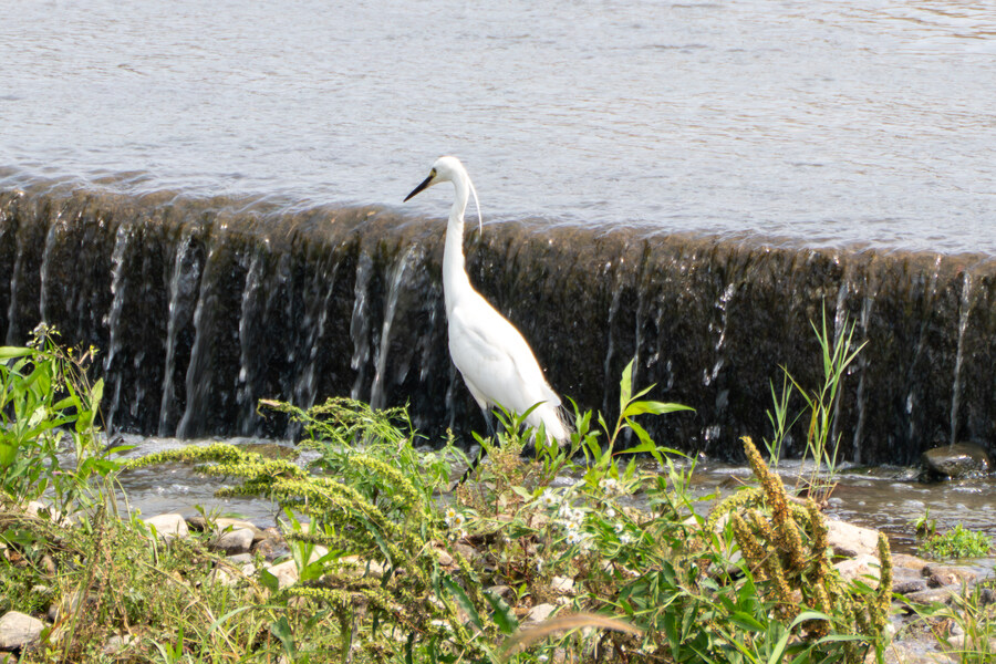 6월, 가볍게 공릉천 탐조_19.jpg