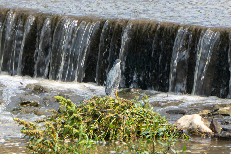 6월, 가볍게 공릉천 탐조_20.jpg