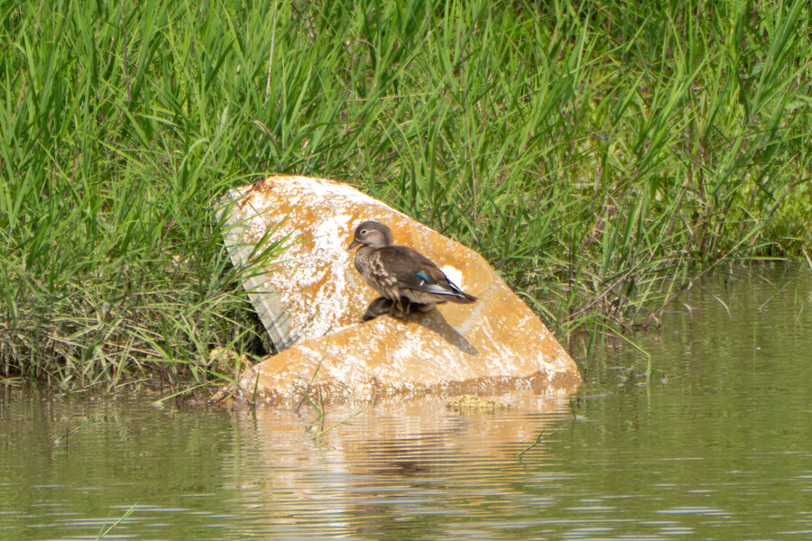 6월, 가볍게 공릉천 탐조_28.jpg